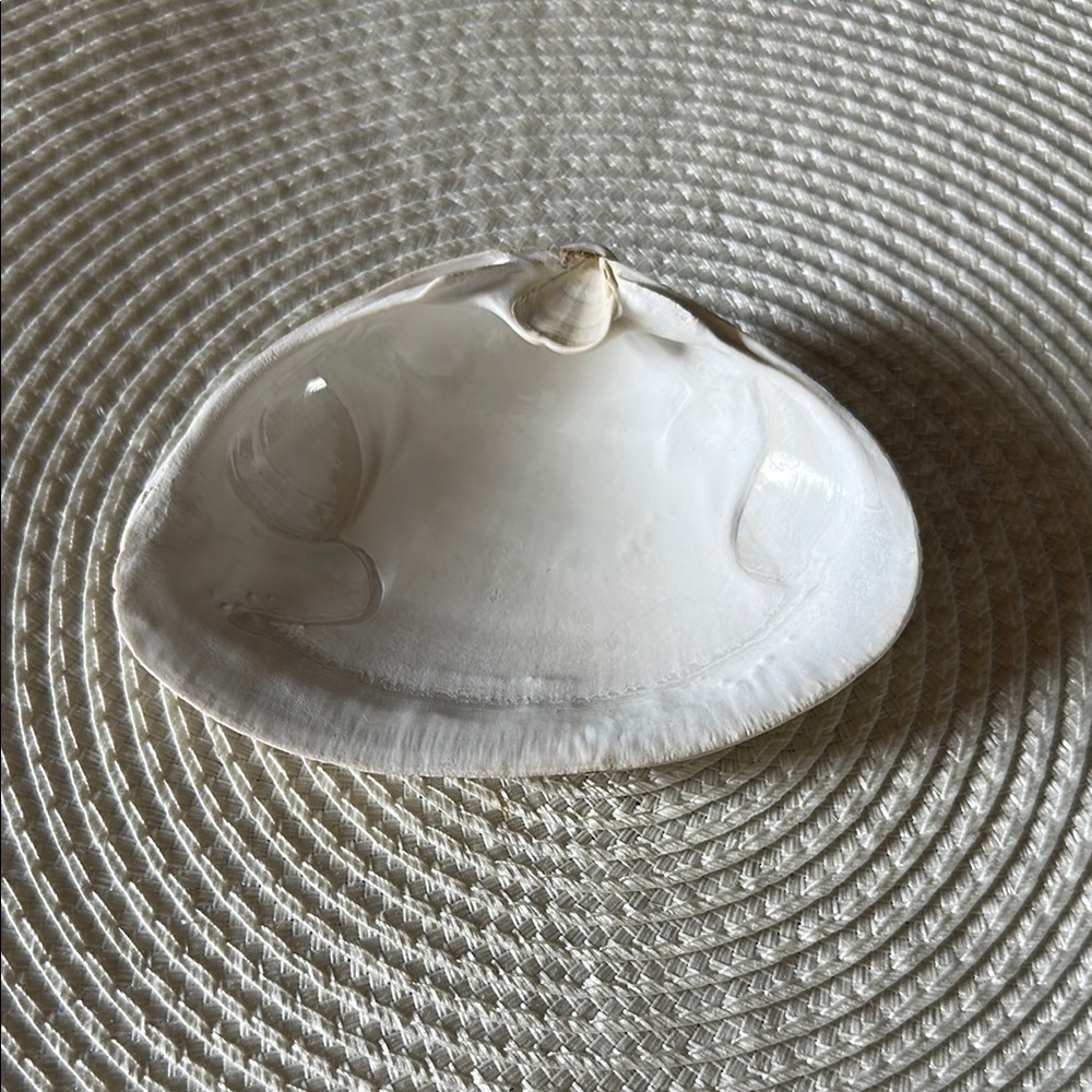 Natural Surf Clam Shell Trinket or Soap Dish